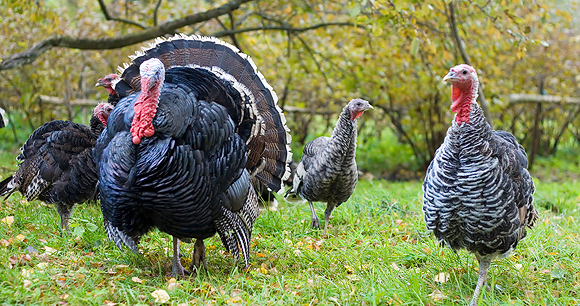 Turkeys-Photo by krodere
