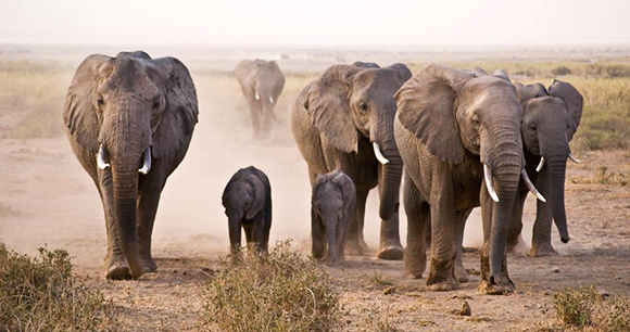 Elephants-Photo by Nick Carson