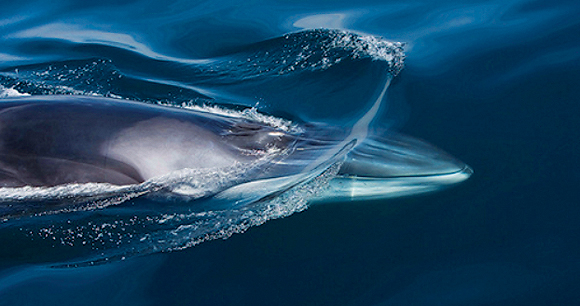 Commercial whaling-Photo by iStock