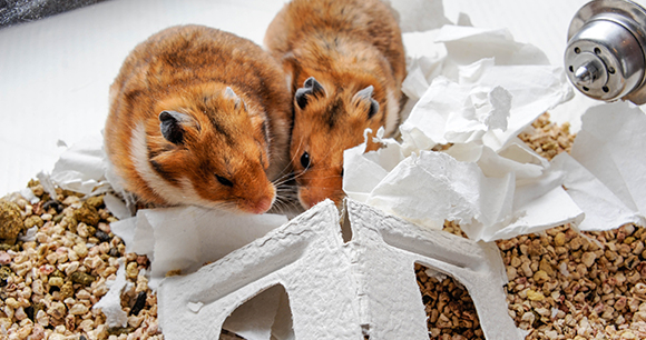 Hamsters-Photo by Michele Cunneen