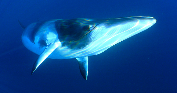 minke whale-photo by Len 2040