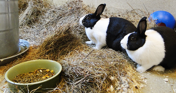 Laboratory rabbits - Michele Cunneen