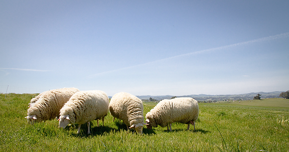 Sheep-Pooto by Mike Suarez