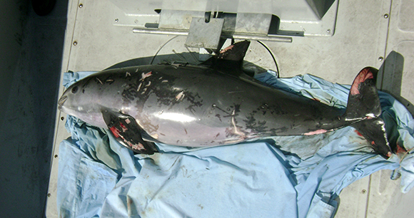 Vaquita bycatch-Photo by AWI