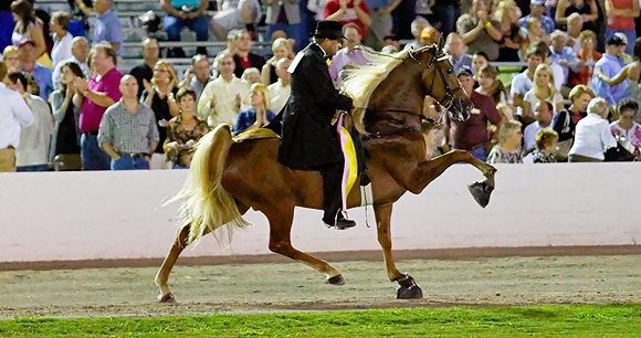 A horse and rider perform the Big Lick at a horse show。