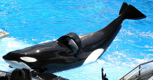 Photo of Tilikum, from Flickr by Milan Boers