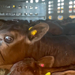 Calves on a transport truck。