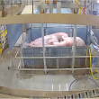 Pigs being positioned for loading into a CO2 gas system gondola at Smithfield Foods slaughter plant。
