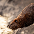 A brown beaver stands by the water's edge with wet fur。