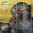 A primate in a cage。