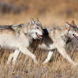 gray wolves-photo by Danita Delimon
