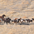 Wild horses running，photographed from above。
