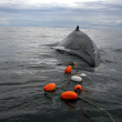 A satellite-tagged humpback whale entangled in gillnet。