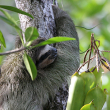 Sloth-Photo by Bryson Voirin