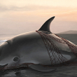 An illustration of a vaquita entangled in a net。