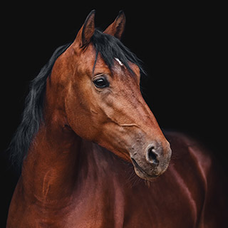 Horse slaughter