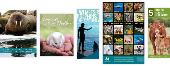 AWI Publication
