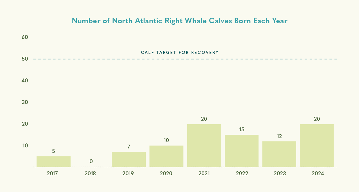 Recovery chart for North Atlantic Right Whale