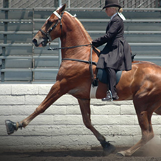 Horse competition