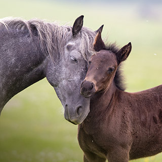 Horse rescue and sanctuary