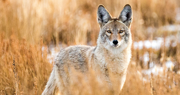 https://awionline.org/sites/default/files/inline-images/72-1-coyote.jpg