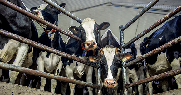 About 18,000 Cattle Are Killed in Fire at Dairy Farm in Texas - The New  York Times