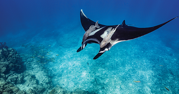 The distribution of manta rays in the western North Atlantic Ocean