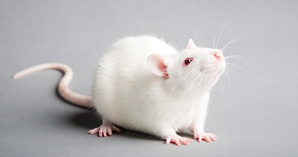 Rats - FOUR PAWS International - Animal Welfare Organisation