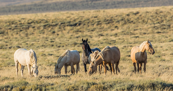 photo by Elizabeth Boehm/Danita Delimont