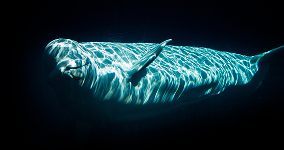 beluga in captivity