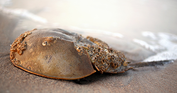 horseshoe crab on beach