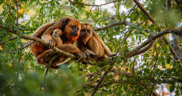 black-and-gold howler monkeys