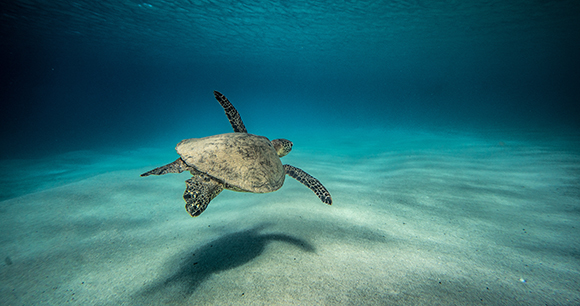 sea turtle in ocean