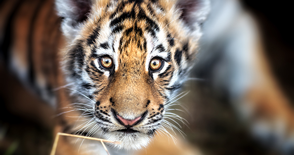 tiger cub
