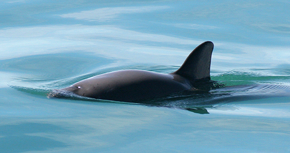 vaquita