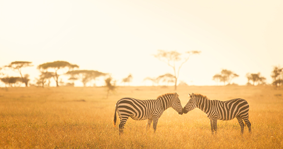 African zebras