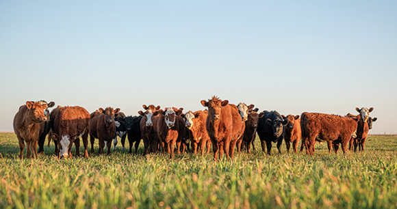 cattle on pasture