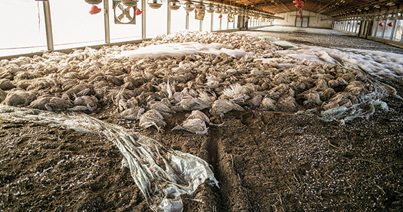 barn full of turkeys killed using water-based foam