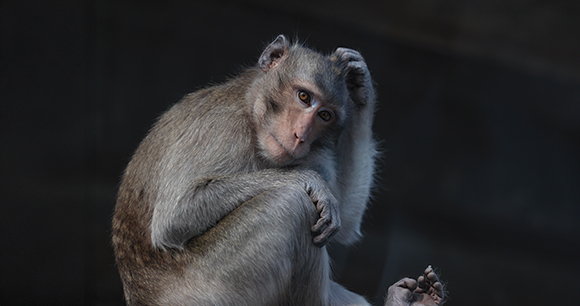 long-tailed macaque