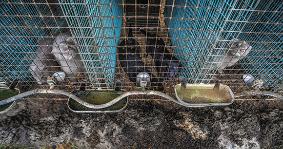 captive mink in dirty cages on fur farm