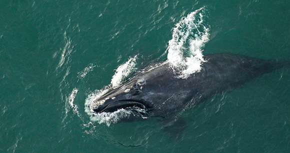 North Atlantic right whale