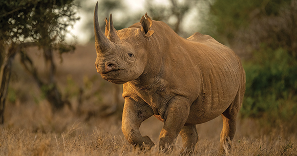 black rhino in the wild