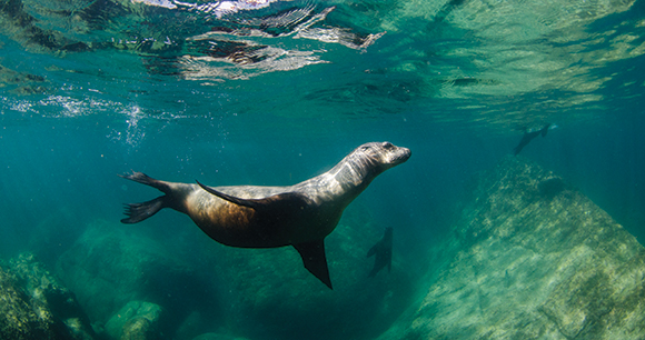 sea lion swimming in the wild