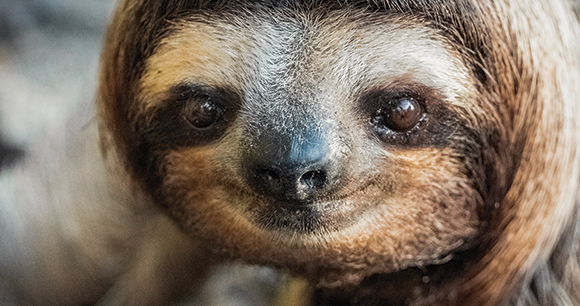 pygmy three-toed sloth
