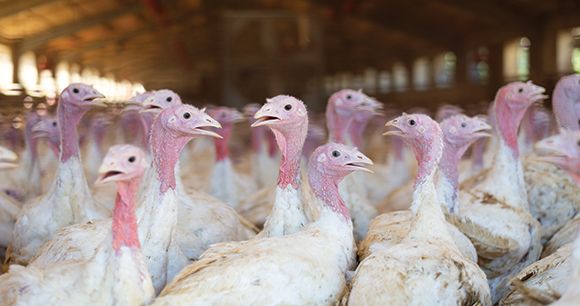 farmed turkeys in a crowded barn