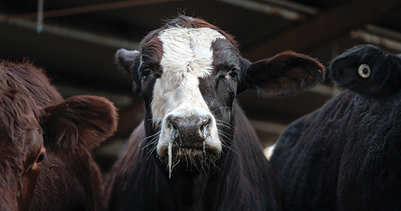 An anxious cow waits for slaughter.