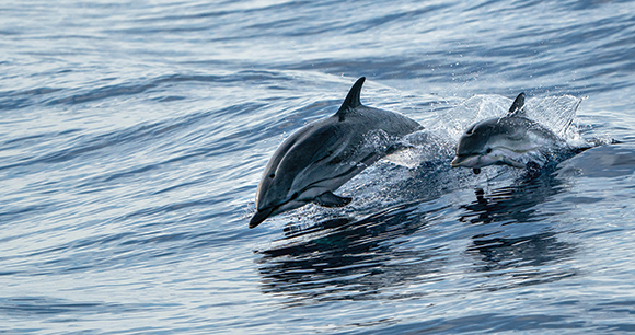 Two dolphins leaping in the ocean.