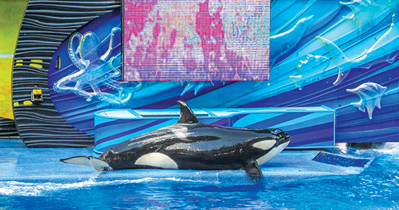Captive orca performing at SeaWorld Orlando.