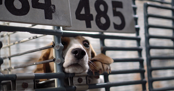 A beagle at Ridglan Farms reaches out through cage bars.