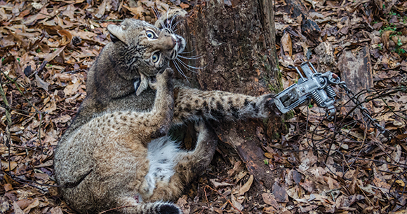 A bobcat caught in live trap struggles in pain.